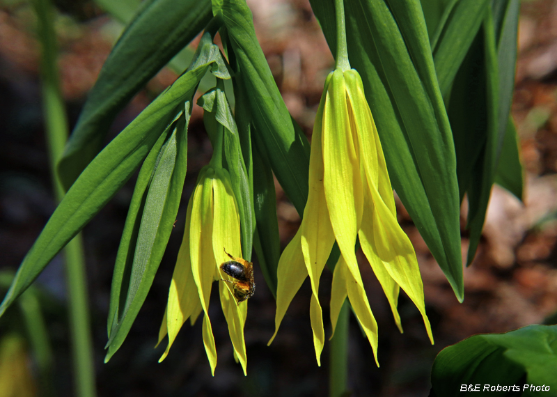 Bellwort