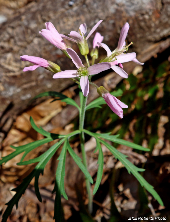 Cutleaf_Toothwort