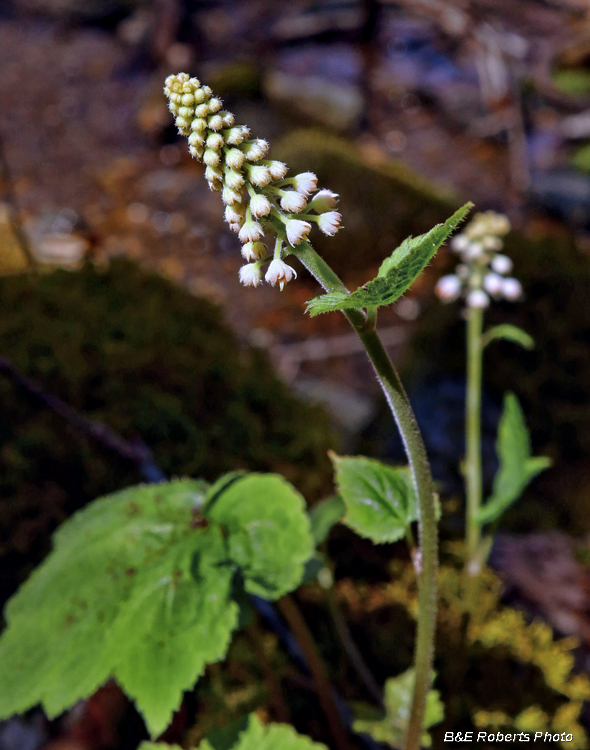 Foamflower_buds