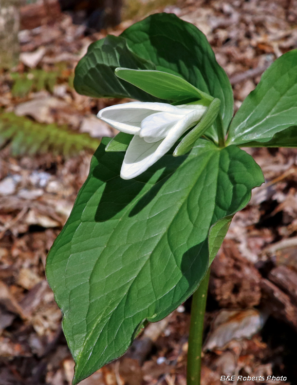 Trillium_grandiflorum