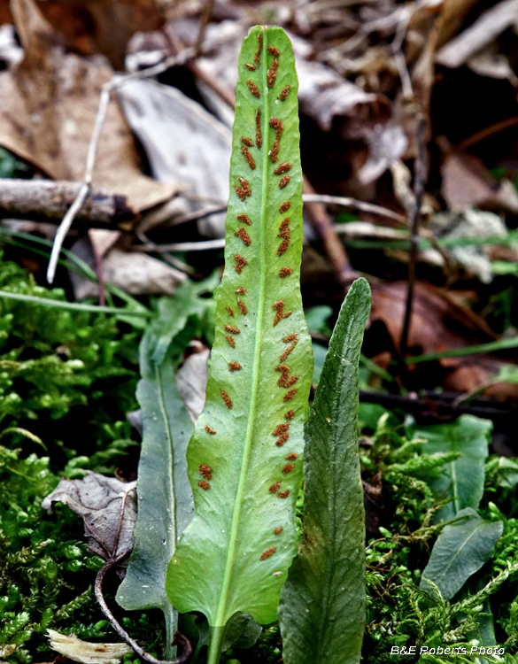 Walking_fern_underside