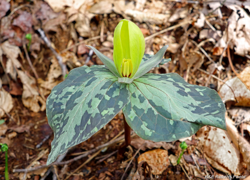 Yellow_Trillium_cuneatum