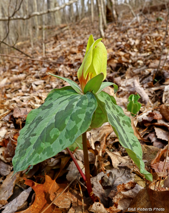 Yellow_Trillium_cuneatum