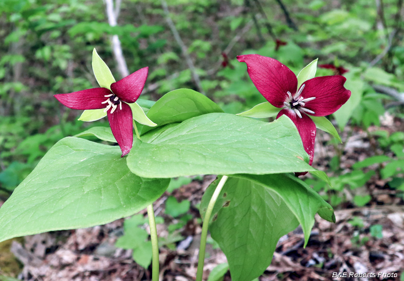 Red_Trillium_erectum