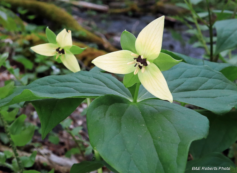 Cream_Trillium_erectum