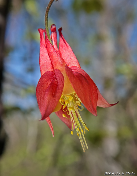 Columbine