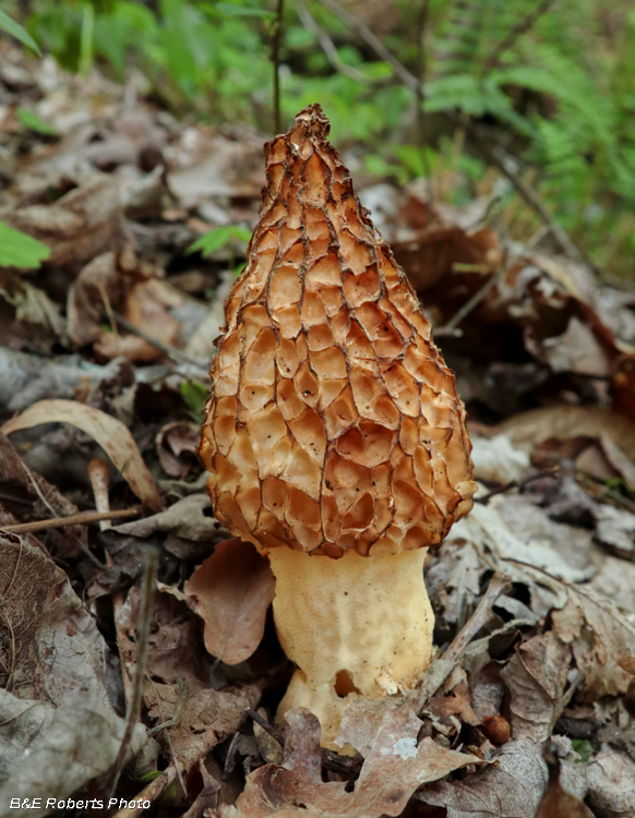 Morel