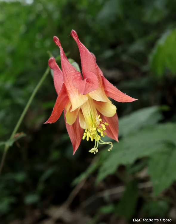 Columbine