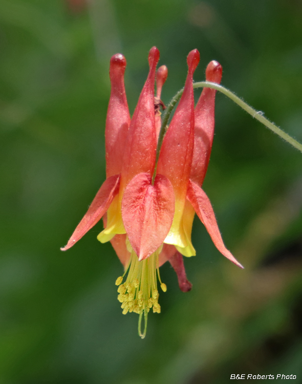 Columbine