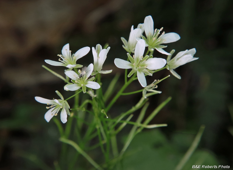 Cardamine