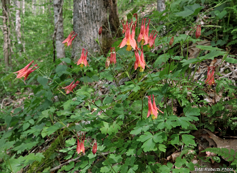 Columbine