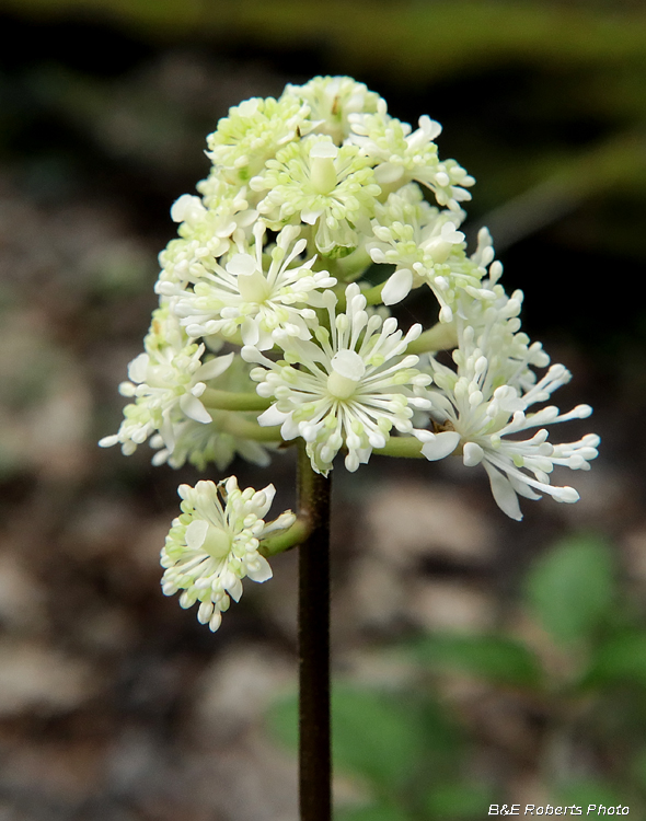 Baneberry