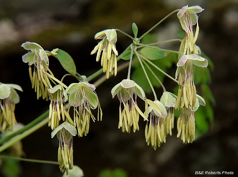 Early_Meadow_Rue