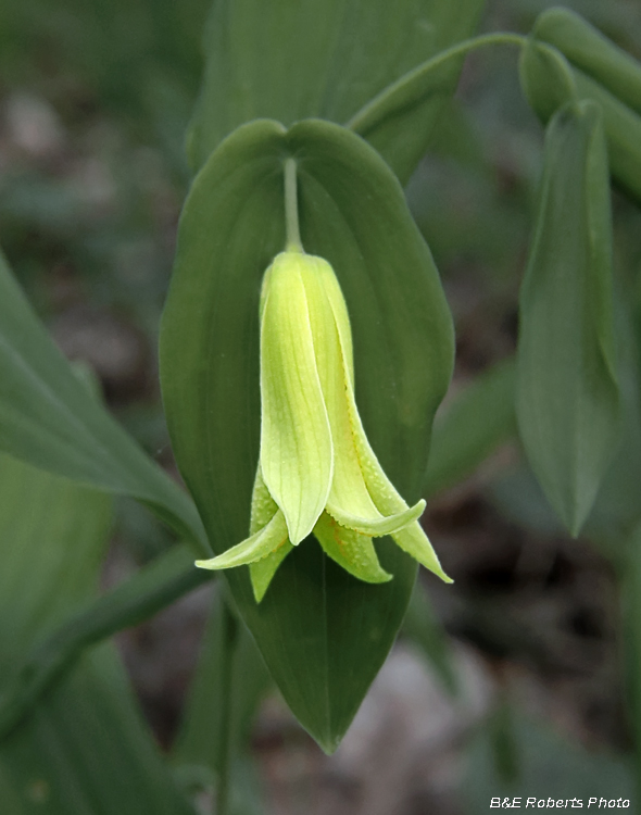 Bellwort