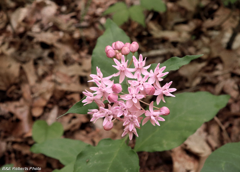 Asclepias_quadrifolia