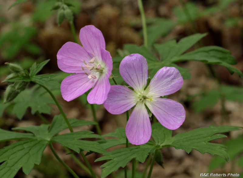 Geranium