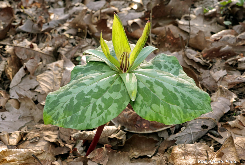 Trillium_cuneatum