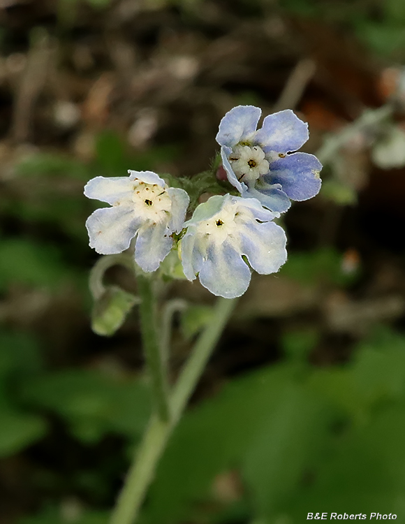 Comfrey