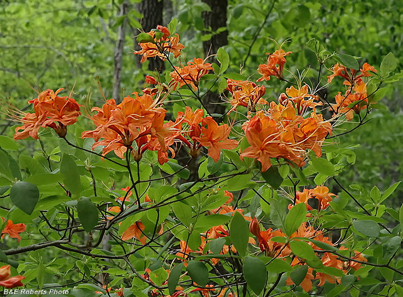 Flame_Azalea