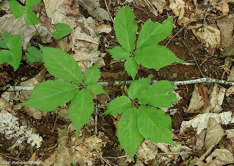 Ginseng