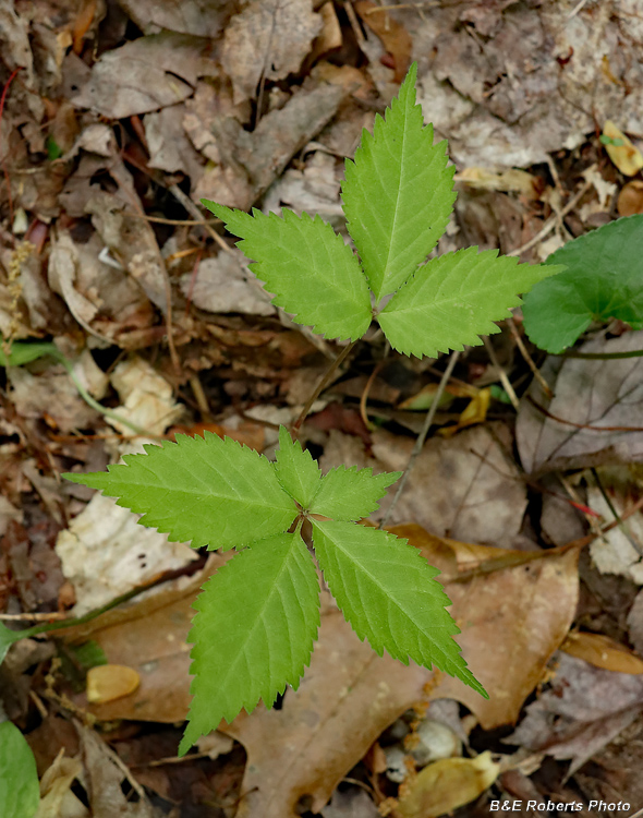 Ginseng