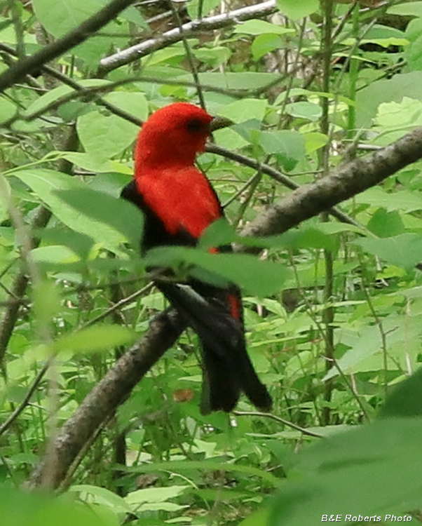 Scarlet_Tanager