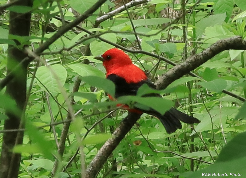 Scarlet_Tanager