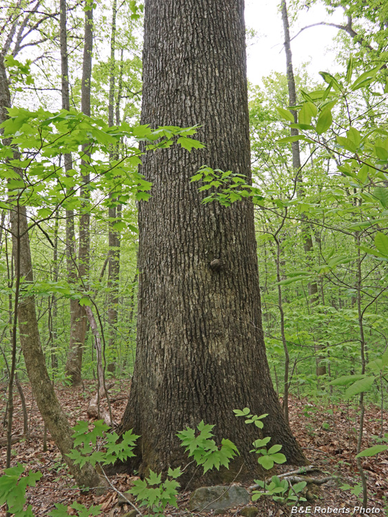 Big_Oak