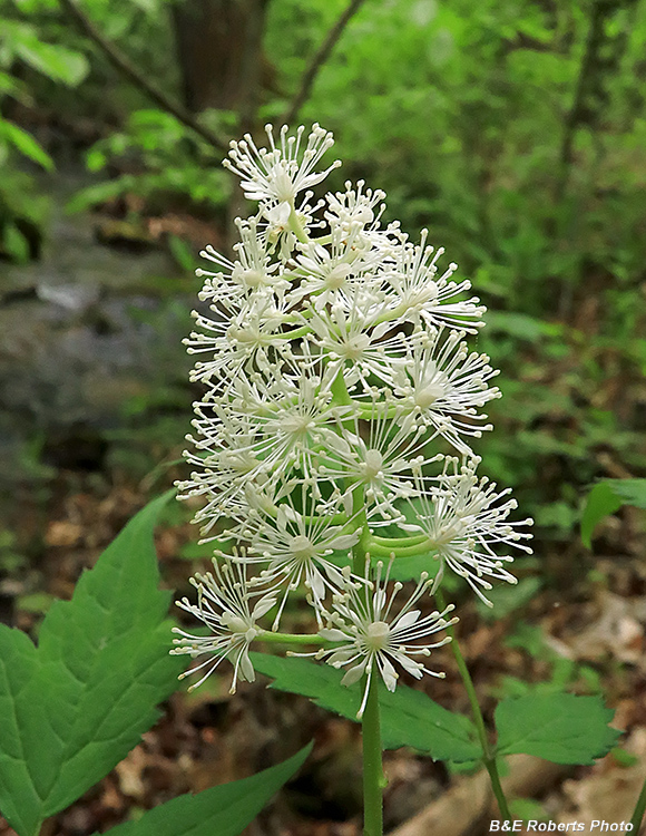 Actaea