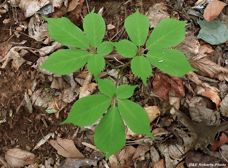 Ginseng