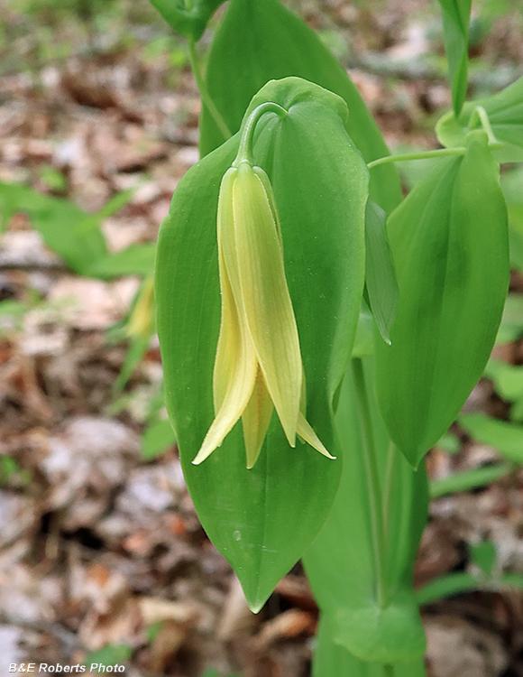 Bellwort