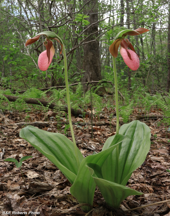Pink_Lady_Slippers