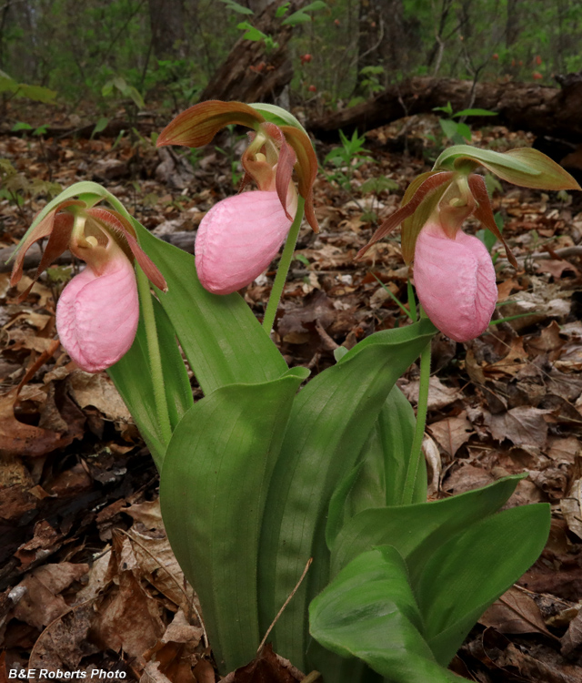 Pink_Lady_Slippers