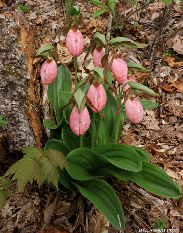 Pink_Lady_Slippers