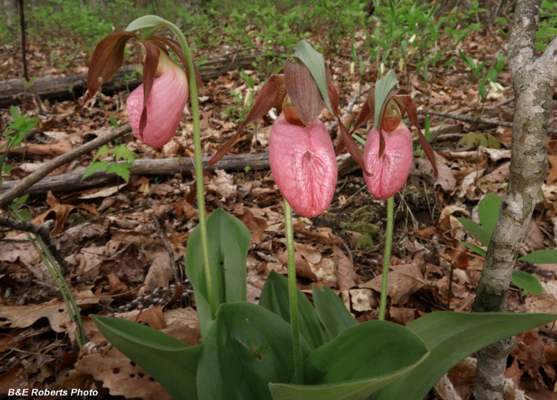 Pink_Lady_Slippers