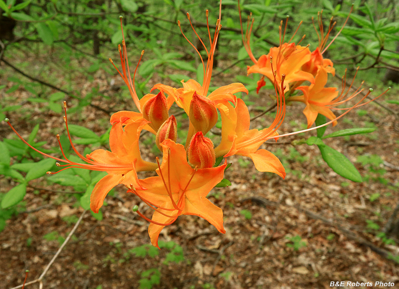 Flame Azalea