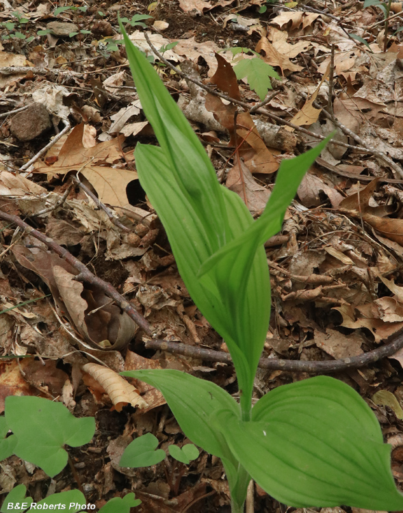 Yellow_Ladys_Slipper