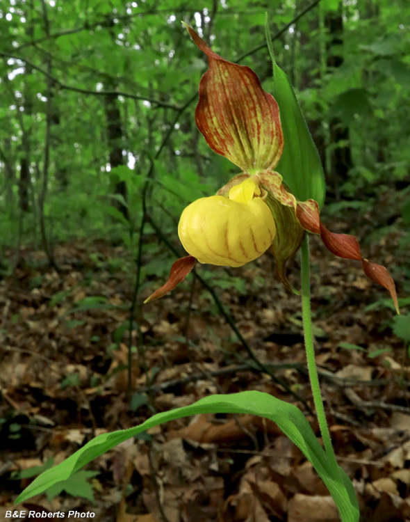 Yellow_Ladys_Slipper
