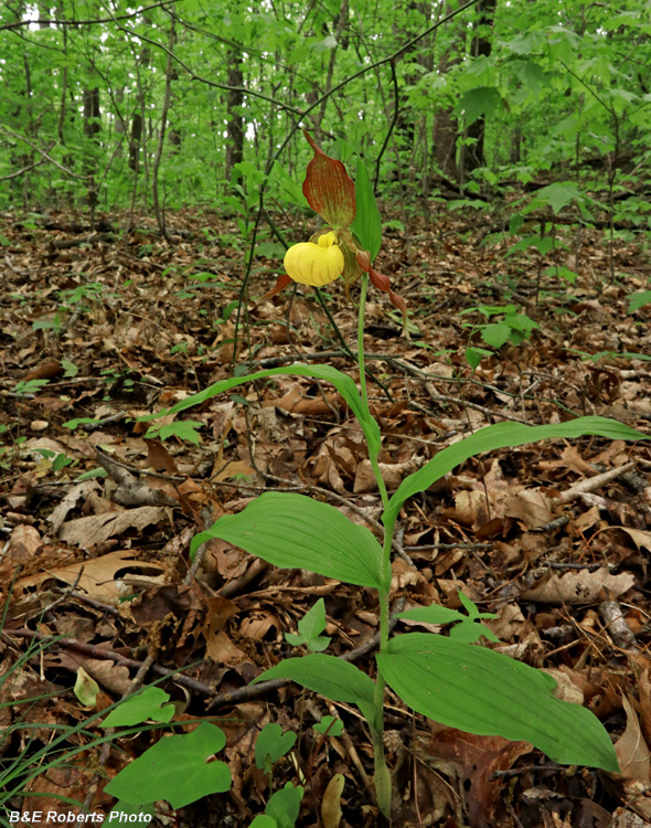 Yellow_Ladys_Slipper