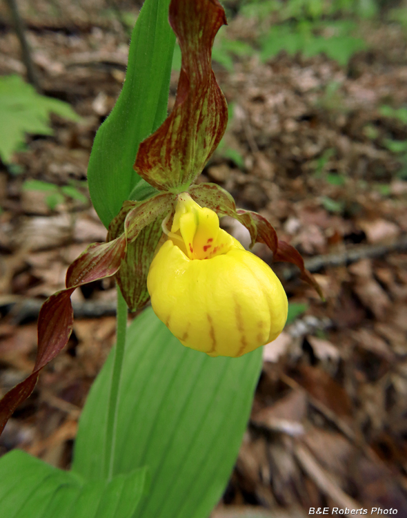 Yellow_Ladys_Slipper