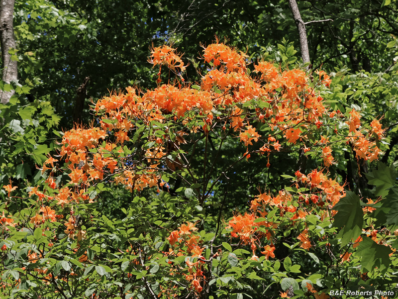 Flame_azalea