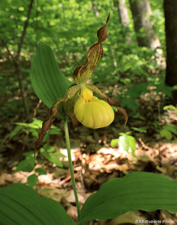 Yellow_Ladys_Slipper