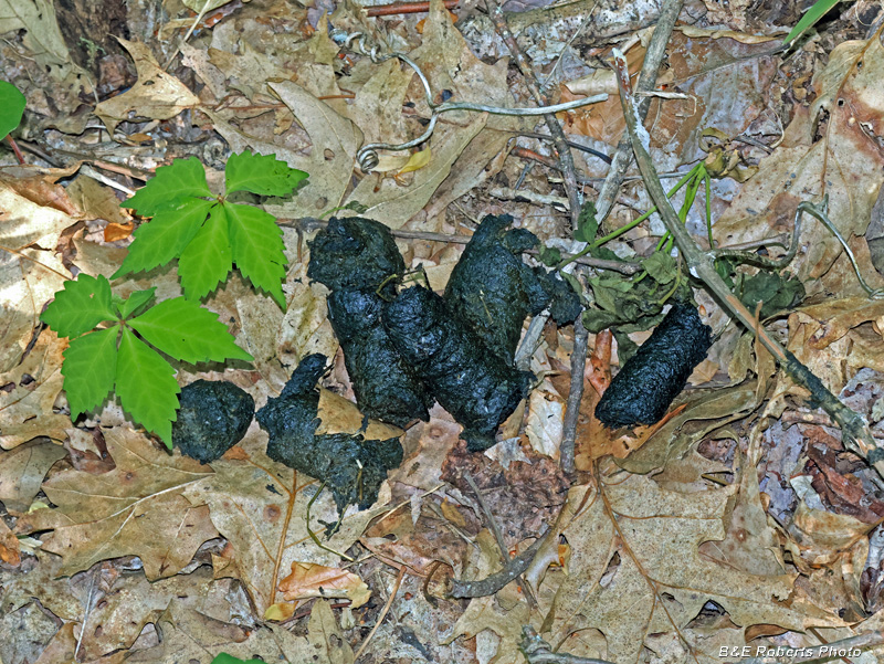 Bear_poop