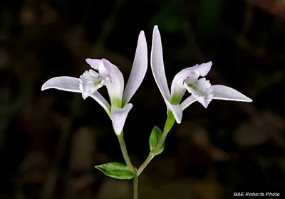 Three_Birds_Orchids