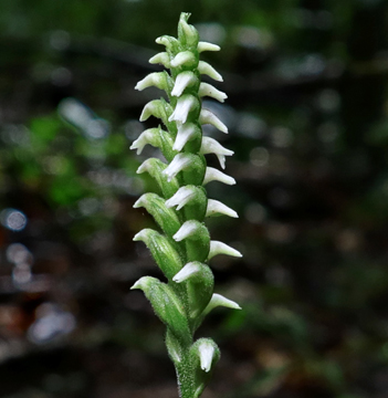 Spiranthes