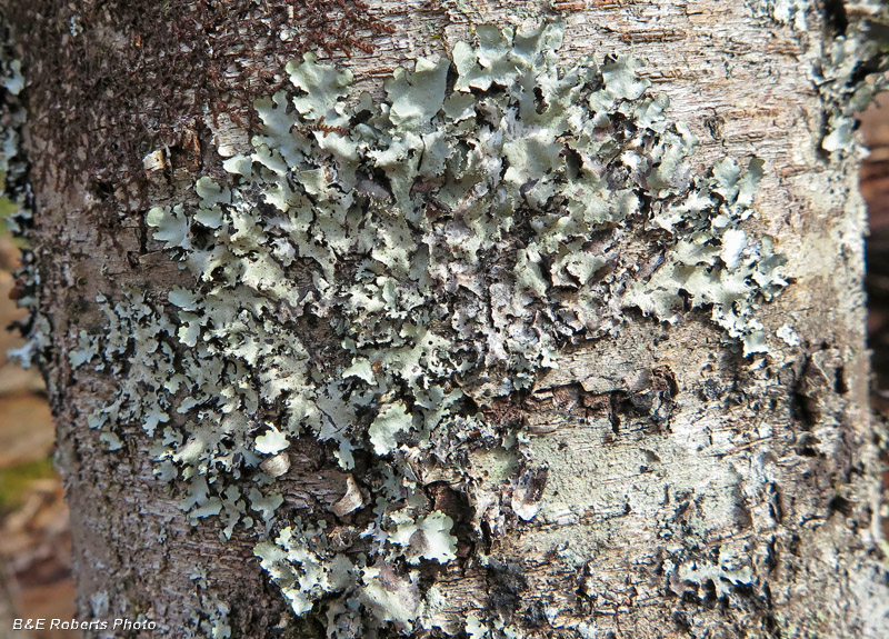 Lichen