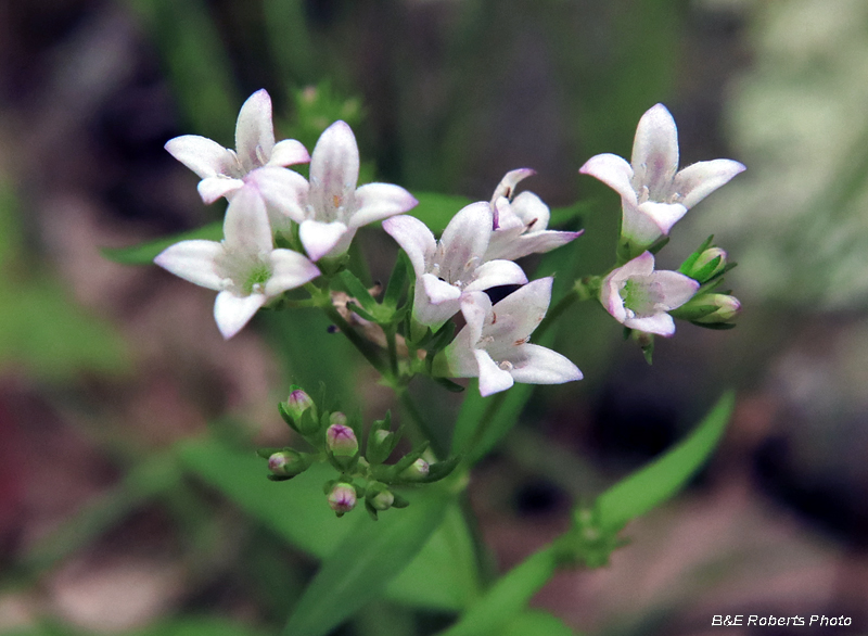 Longleaf_Bluets