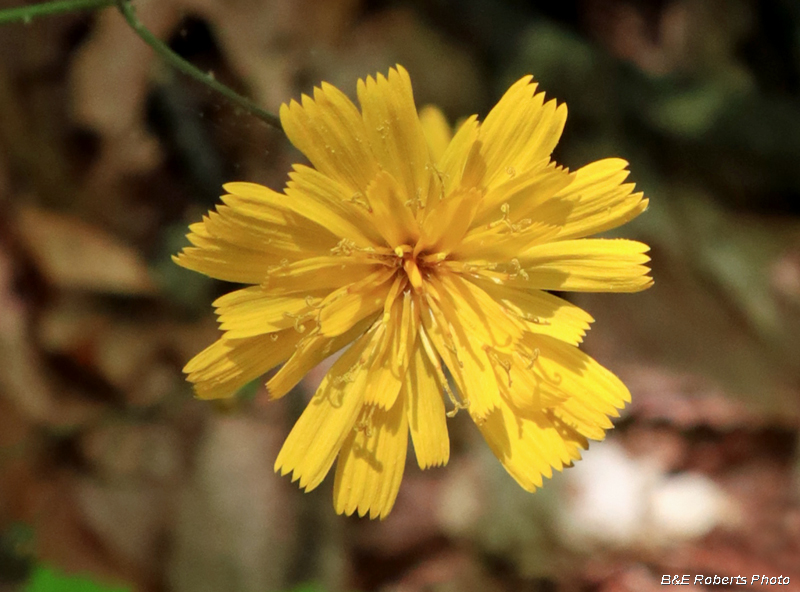 Hawkweed