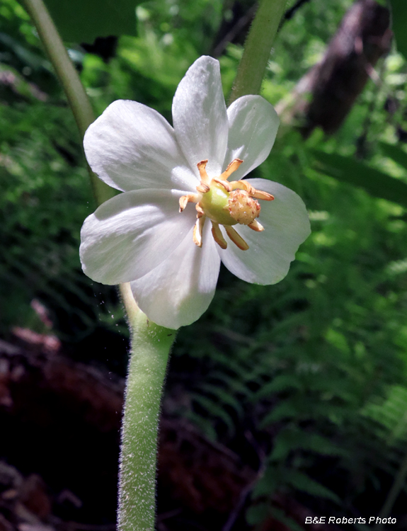 Mayapple