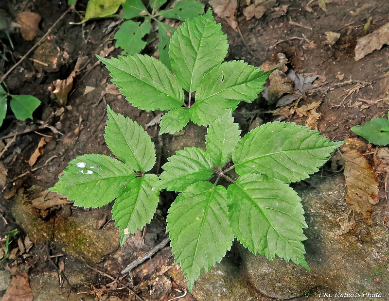 Ginseng